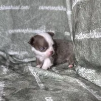 Faline Long Coat Micro , a female Chihuahua for sale in Spiro, OK – 7 of 7
