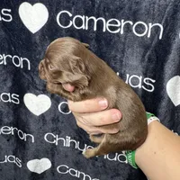 Tiny Queen LC, a female Chihuahua for sale in Spiro, OK – 4 of 8