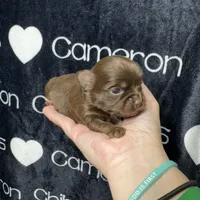 Tiny Queen LC, a female Chihuahua for sale in Spiro, OK – 3 of 8