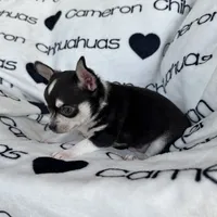 Tip Black Tri SC, a male Chihuahua for sale in Spiro, OK – 6 of 9