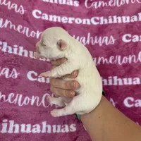 Chloe SC, a female Chihuahua for sale in Spiro, OK – 6 of 10