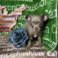 Freedom Lavender Short Coat, a male Chihuahua for sale in Spiro, OK – 4 of 10