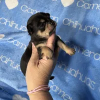 Jed Short Coat , a male Chihuahua for sale in Spiro, OK – 7 of 9