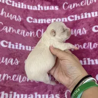 Chloe SC, a female Chihuahua for sale in Spiro, OK – 8 of 10