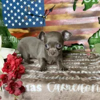 Liberty Tiny Lavender Short Coat, a female Chihuahua for sale in Spiro, OK – 4 of 10