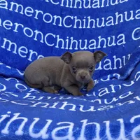 Freedom Lavender Short Coat, a male Chihuahua for sale in Spiro, OK – 3 of 10