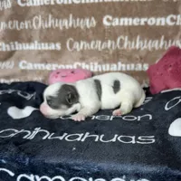 Brie Blue Long coat , a female Chihuahua for sale in Spiro, OK – 3 of 10
