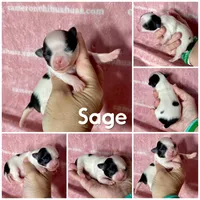 Sage Tiny Long Coat, a female Chihuahua for sale in Spiro, OK – 7 of 7