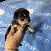 Jed Short Coat , a male Chihuahua for sale in Spiro, OK – 8 of 9