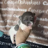 Blue long coat , a male Chihuahua for sale in Spiro, OK – 5 of 10