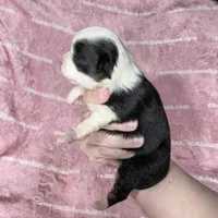 EllieMay Long Coat, a female Chihuahua for sale in Spiro, OK – 7 of 10