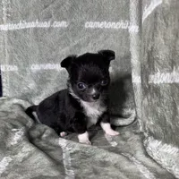 Flower Micro Long Coat, a female Chihuahua for sale in Spiro, OK – 2 of 3