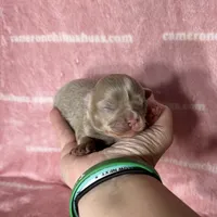 Aspen Long Coat Lavender , a female Chihuahua for sale in Spiro, OK – 5 of 10