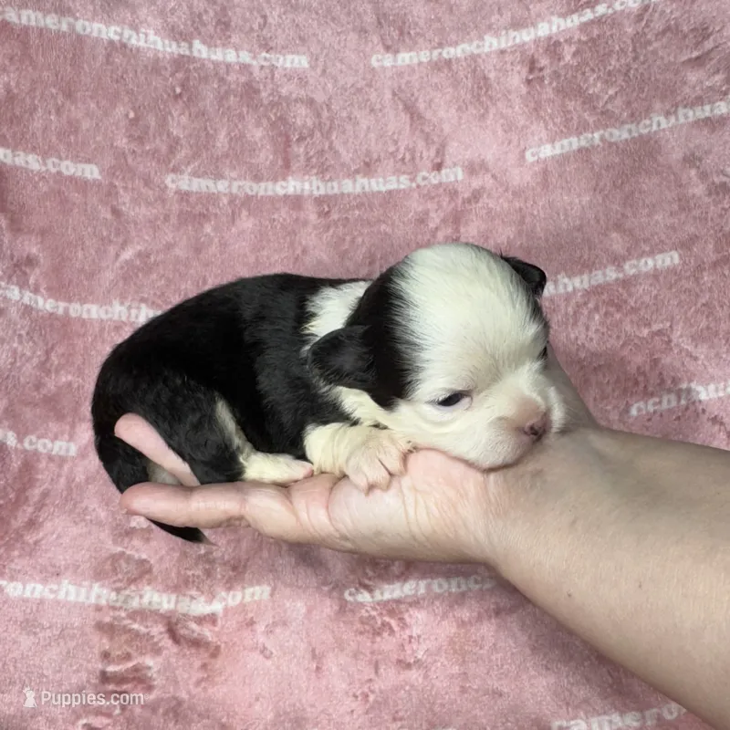 EllieMay Long Coat – Chihuahua puppy for sale in Spiro, OK