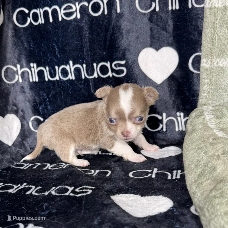 Thumper Micro Long Coat Lavender  – Chihuahua puppy for sale in Spiro, OK