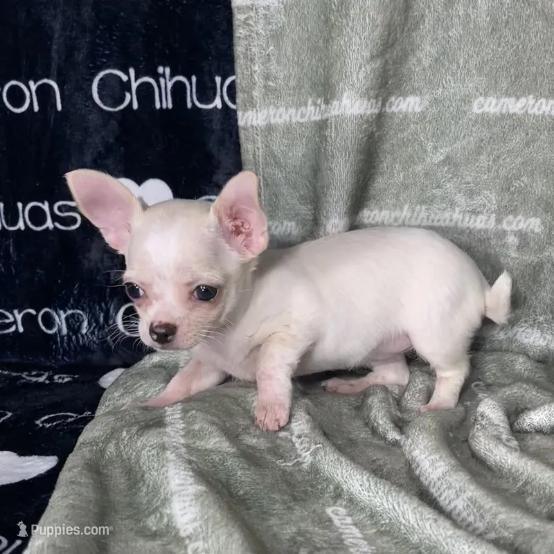 Chloe Smooth Coat Cream – Chihuahua puppy for sale in Spiro, OK