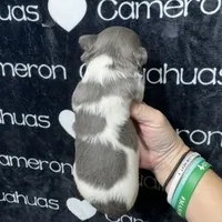 Blue long coat , a male Chihuahua for sale in Spiro, OK – 3 of 10