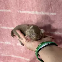 Aspen Long Coat Lavender , a female Chihuahua for sale in Spiro, OK – 3 of 10