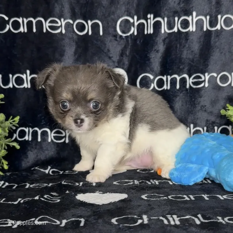Blue long coat AKC ACA – Chihuahua puppy for sale in Spiro, OK
