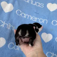 Tip Black Tri SC, a male Chihuahua for sale in Spiro, OK – 3 of 10