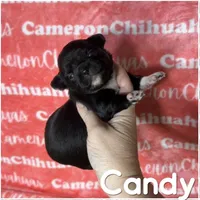 Candy Long Coat, a female Chihuahua for sale in Spiro, OK – Photo 2 of 6