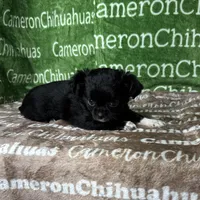 Candy Long Coat, a female Chihuahua for sale in Spiro, OK – Photo 5 of 9
