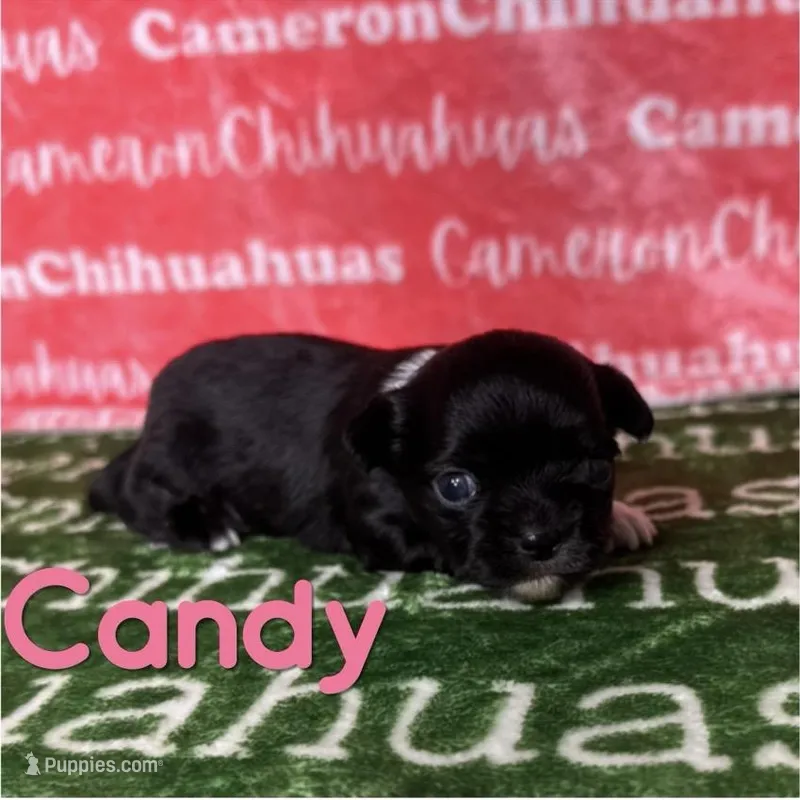 Candy Long Coat – Chihuahua puppy for sale in Spiro, OK