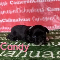 Candy Long Coat, a female Chihuahua for sale in Spiro, OK – Photo 1 of 6