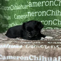 Candy Long Coat, a female Chihuahua for sale in Spiro, OK – Photo 2 of 9