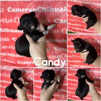 Candy Long Coat, a female Chihuahua for sale in Spiro, OK – Photo 3 of 6