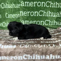 Candy Long Coat, a female Chihuahua for sale in Spiro, OK – Photo 3 of 9