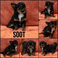 Candy Long Coat, a female Chihuahua for sale in Spiro, OK – Photo 5 of 6