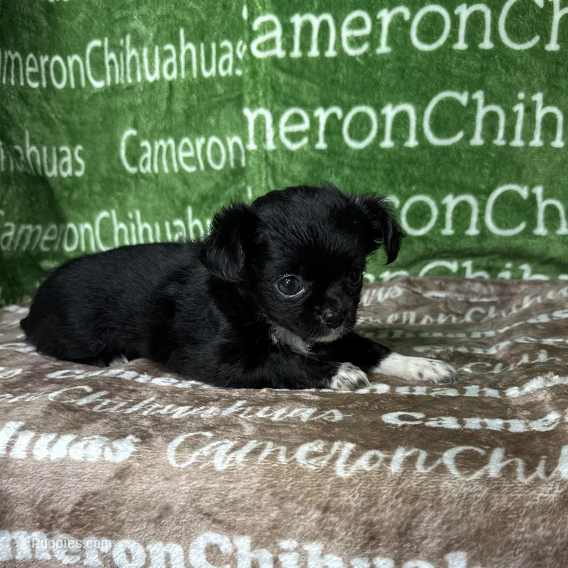 Candy Long Coat – Chihuahua puppy for sale in Spiro, OK
