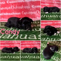 Candy Long Coat, a female Chihuahua for sale in Spiro, OK – Photo 4 of 6