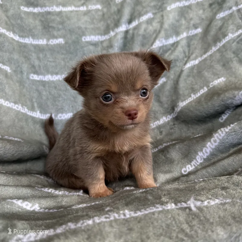 Tofu Lavender LC – Chihuahua puppy for sale in Spiro, OK