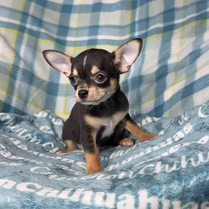 Tiny Apollo Black Tri