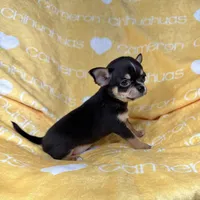 Tiny Apollo Black Tri, a male Chihuahua for sale in Spiro, OK – Photo 1 of 10