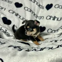 Tiny Apollo Black Tri, a male Chihuahua for sale in Spiro, OK – Photo 10 of 10