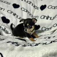 Tiny Apollo Black Tri, a male Chihuahua for sale in Spiro, OK – Photo 6 of 10