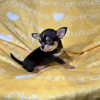 Tiny Apollo Black Tri, a male Chihuahua for sale in Spiro, OK – Photo 5 of 10