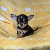 Tiny Apollo Black Tri, a male Chihuahua for sale in Spiro, OK – Photo 3 of 10
