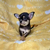 Tiny Apollo Black Tri, a male Chihuahua for sale in Spiro, OK – Photo 2 of 10