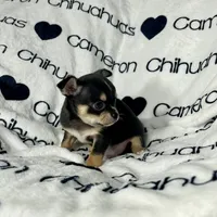 Tiny Apollo Black Tri, a male Chihuahua for sale in Spiro, OK – Photo 8 of 10