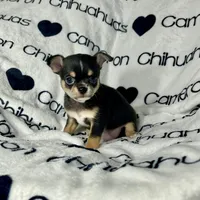 Tiny Apollo Black Tri, a male Chihuahua for sale in Spiro, OK – Photo 7 of 10