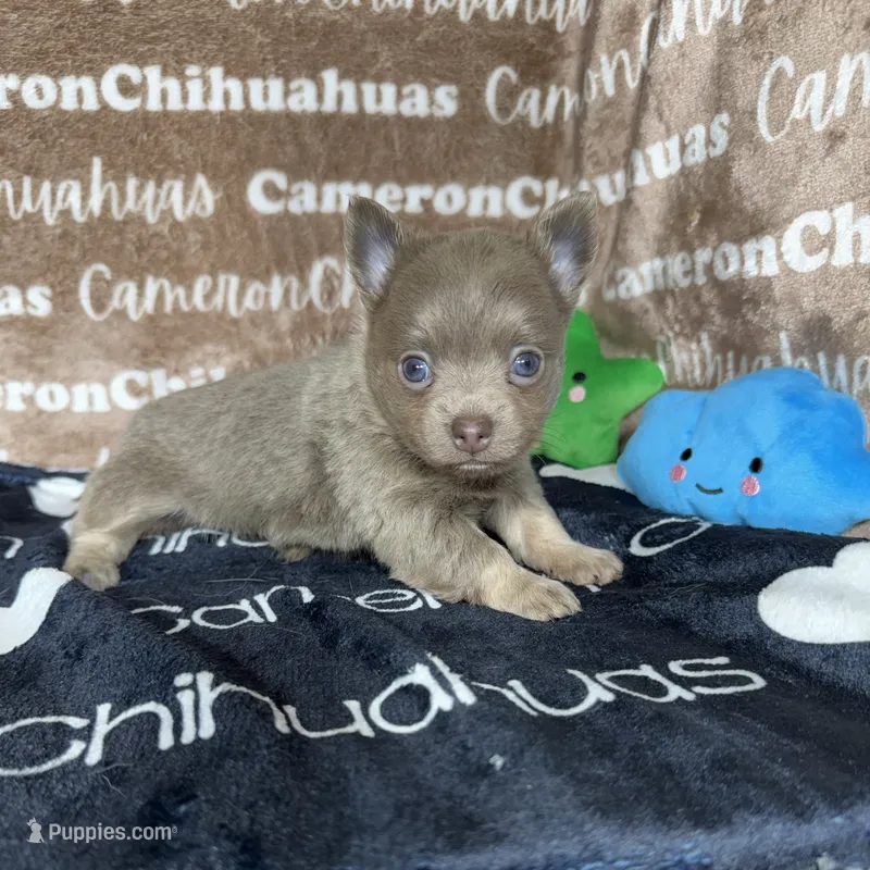 Barley Long Coat Lavender – Chihuahua puppy for sale in Spiro, OK