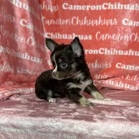 Addison Chocolate LC, a female Chihuahua for sale in Spiro, OK – Photo 9 of 10