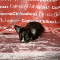 Addison Chocolate LC, a female Chihuahua for sale in Spiro, OK – Photo 10 of 10