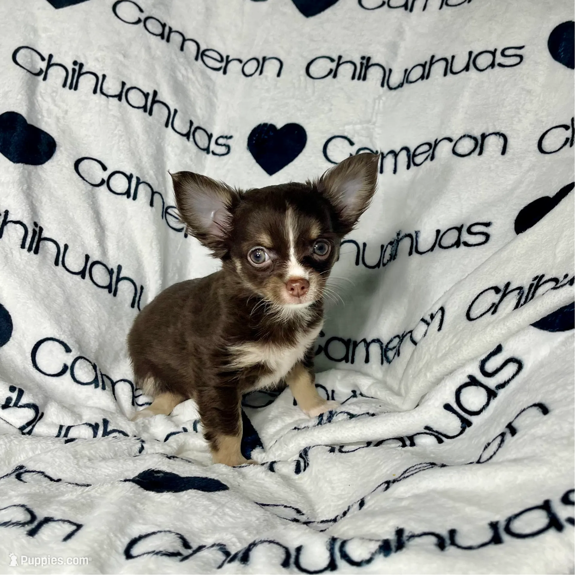 Addison Chocolate LC, a female Chihuahua for sale in Spiro, OK – Photo 8 of 10