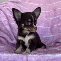 Addison Chocolate LC, a female Chihuahua for sale in Spiro, OK – Photo 2 of 10