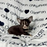 Addison Chocolate LC, a female Chihuahua for sale in Spiro, OK – Photo 6 of 10
